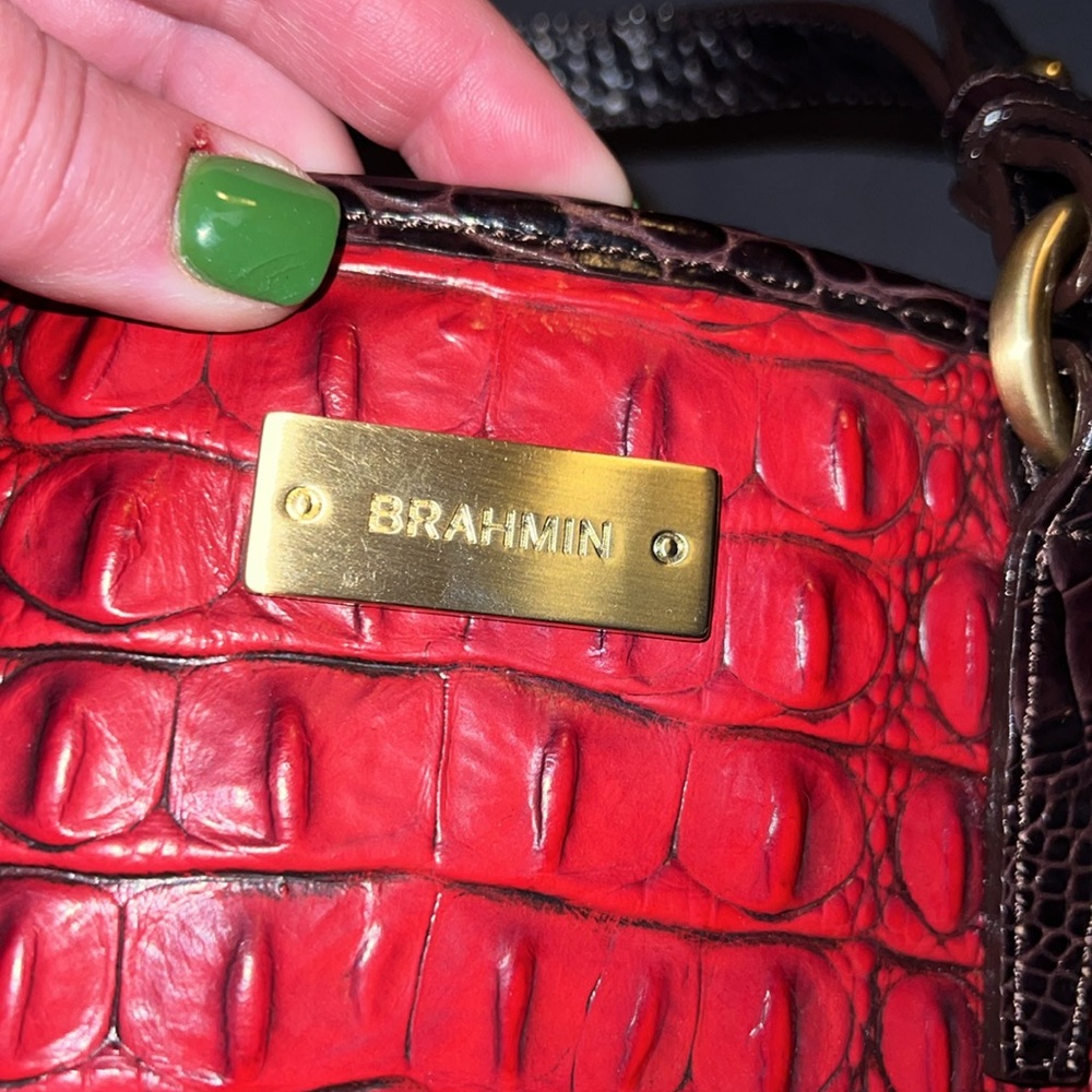 Brahmin - Picture 2 of 9